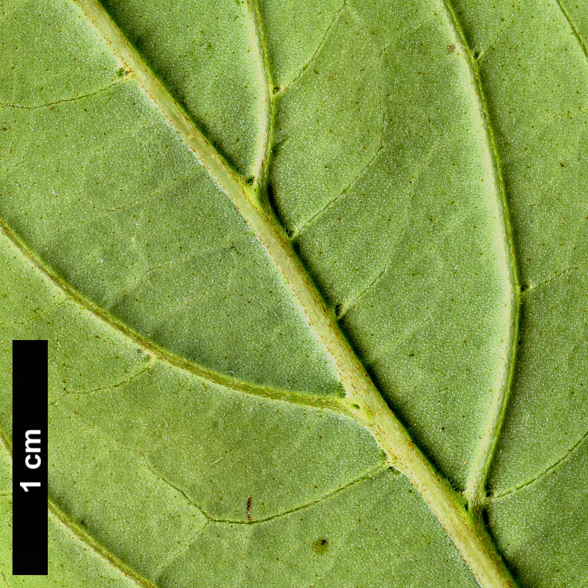 High resolution image: Family: Cornaceae - Genus: Cornus - Taxon: oblonga 
